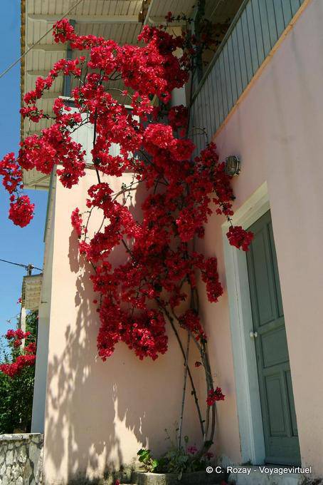 Bougainvilliers à Aghios Nikitas, Leucade - Grèce