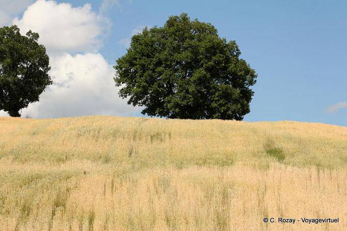 Champ de blé, Les Météores - Grèce