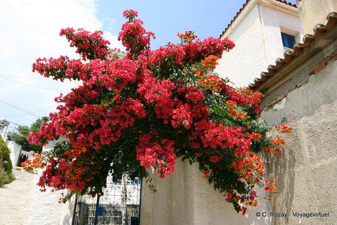 Gerbe de bougainvilliers, île de Poros - Grèce