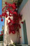 Bougainvilliers à Aghios Nikitas, Leucade, Grèce.