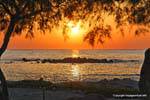 Milos, Pollonia, coucher de soleil sur un tamaris, Grèce.