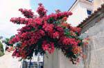 Gerbe de bougainvilliers, île de Poros, Grèce.