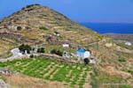Sérifos, Sikamia, vignes et colline, Grèce.