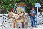 Sifnos, Pano Petali, l'homme et son âne, Grèce.