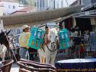 Chargement de mule sur le port, Hydra, Grèce.