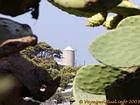 Cactus et moulin, Hydra, Grèce.