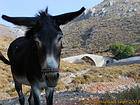 Ane au pont, Hydra, Grèce.