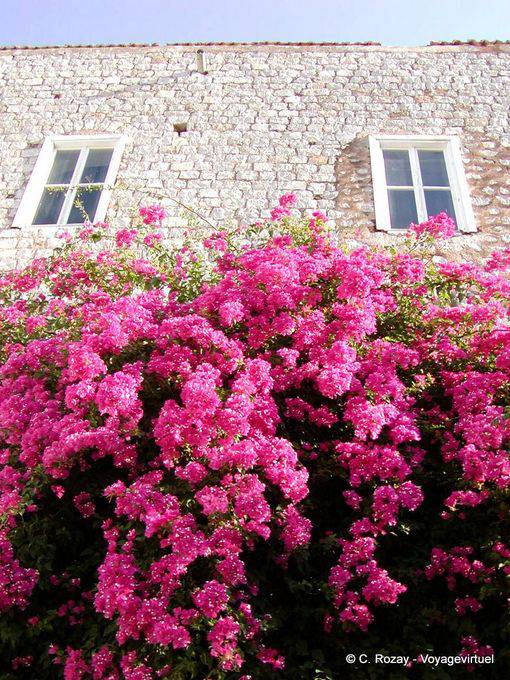 Bougainvilliers sur un mur, Hydra - Grèce