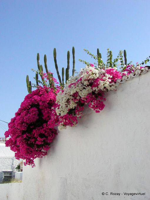 Cactus et bougainvillées, Hydra - Grèce