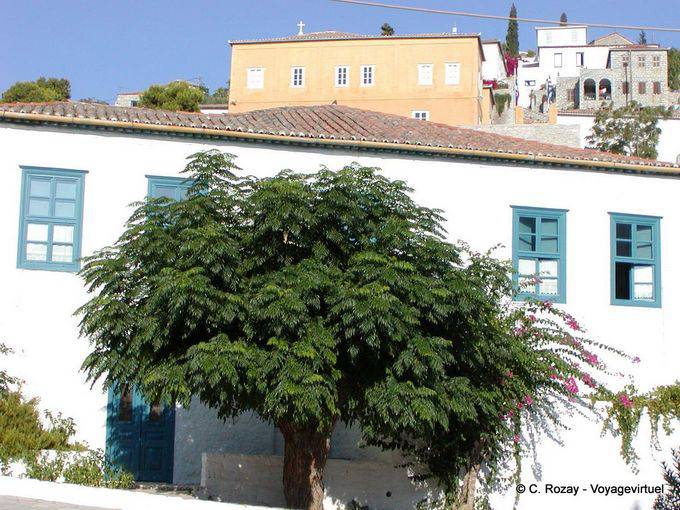 Arbre centenaire, Hydra - Grèce