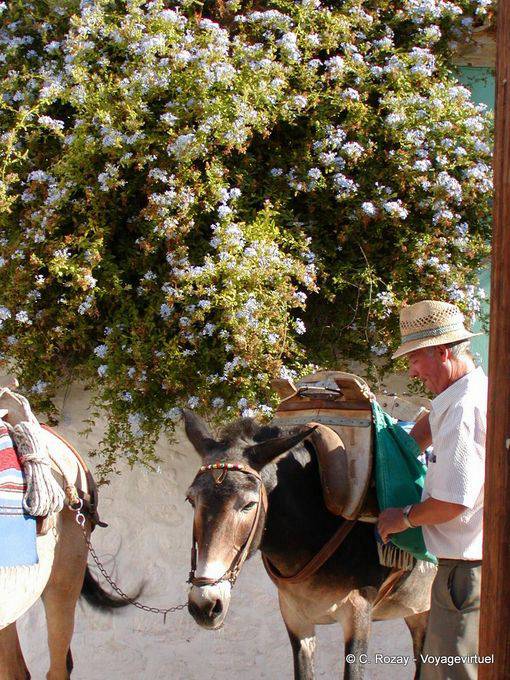 Ane bâté, Hydra - Grèce