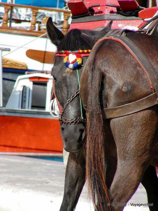 Tête de mule, Hydra - Grèce