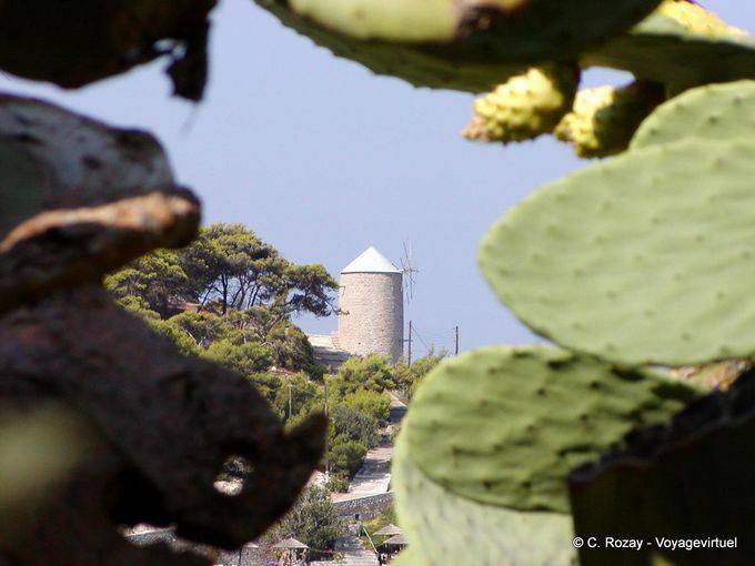 Cactus et moulin, Hydra - Grèce