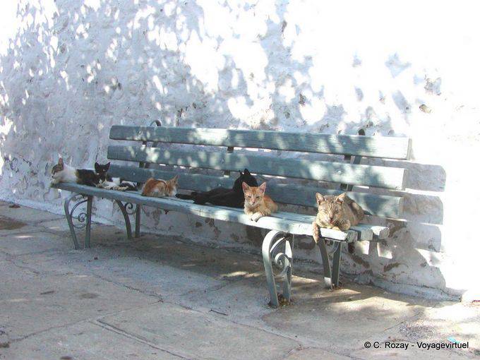 Chats sur le banc, Hydra - Grèce