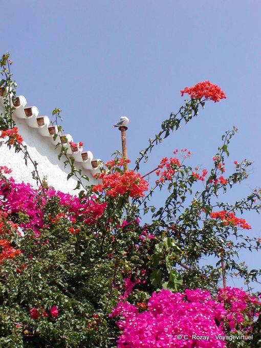Oiseau et bougainvilliers, Spetses - Grèce