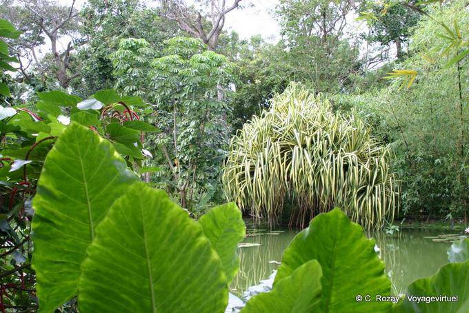Etang aux nénuphars, paysage du parc botanique, Deshaies - Guadeloupe