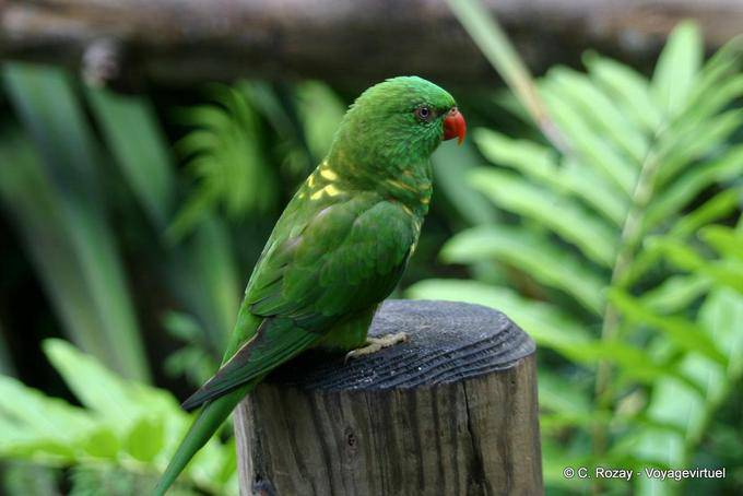 Loriquet vert (Trichoglossus chlorolepidotus), Jardin de Deshaies - Guadeloupe