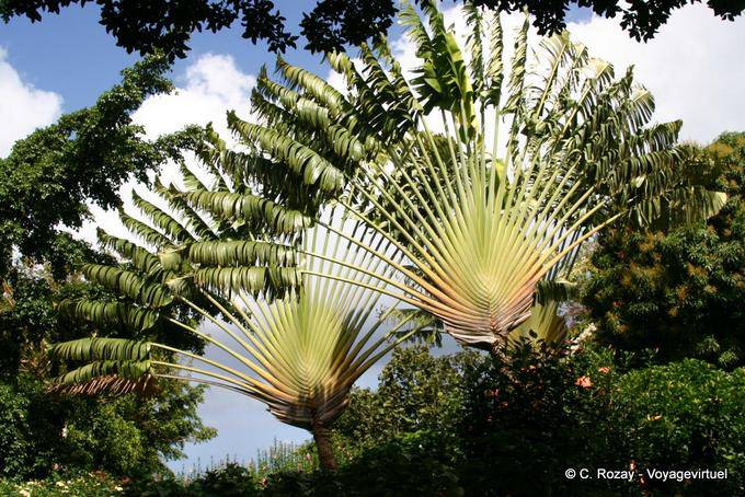 Arbre du voyageur (Ravenala madagascariensis), Jardin Botanique de Deshaies - Guadeloupe