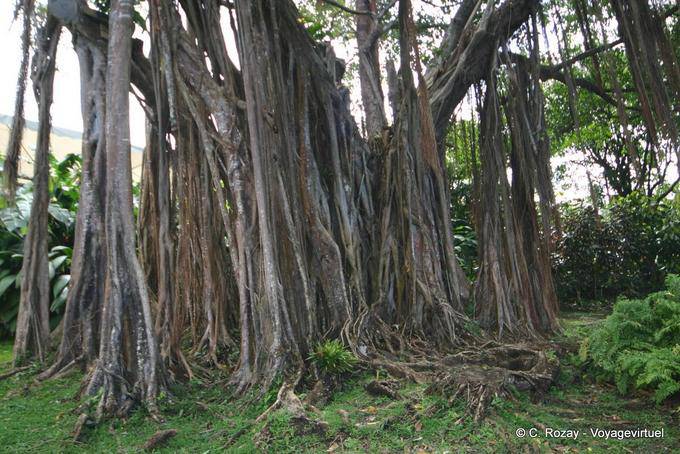 Racines aériennes du figuier des banians, jardin de Deshaies - Guadeloupe
