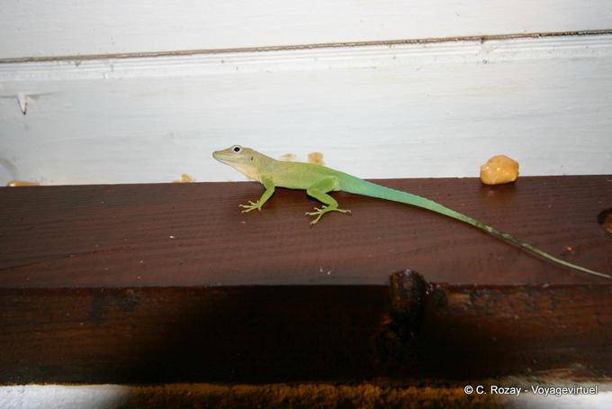 Margouillat en goguette, Pointe-à-Pitre - Guadeloupe