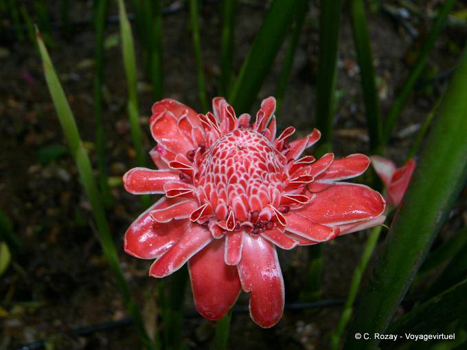 Une Rose de Porcelaine dans le parc de Deshaies - Guadeloupe