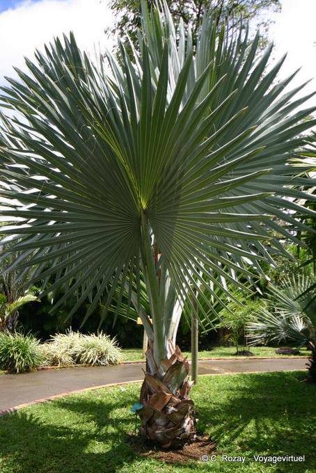 Jeune palmier Talipot (Corypha umbraculifera), Jardin de Deshaies - Guadeloupe