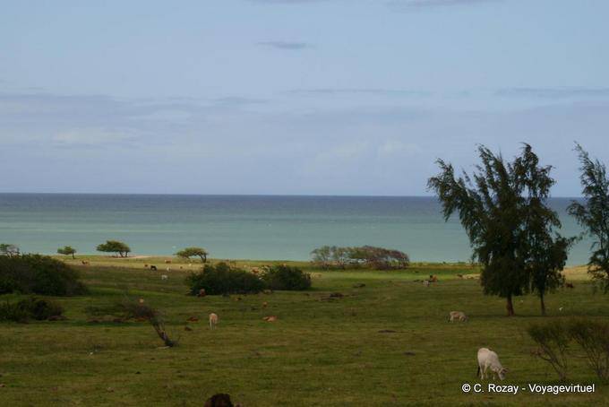 Une prairie à vaches, environs de Sainte-Rose - Guadeloupe