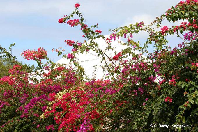 Haie de bougainvilliers multicolores, Plessis Nogent - Guadeloupe