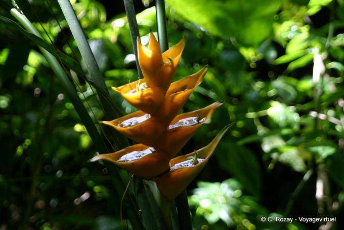 Héliconia caribaea jaune ou balisier des Caraibes, Guadeloupe - Guadeloupe