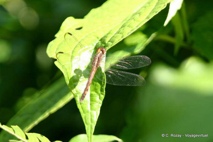 Libellule (Odonate anisoptère), Guadeloupe - Guadeloupe
