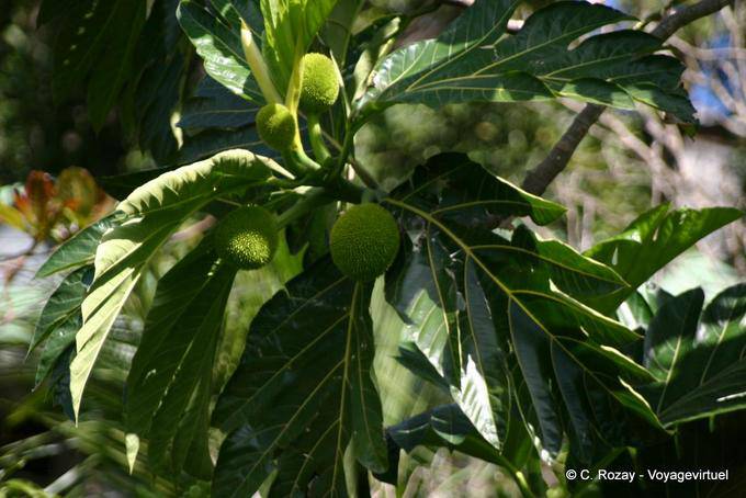 Fwiyapen, fruits de l'arbre à pain (Artocarpus altilis) - Guadeloupe