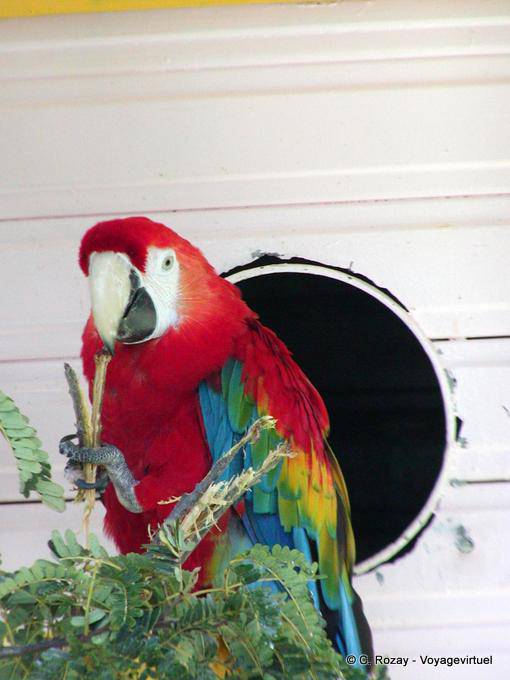Perroquet Ara rouge ou Ara macao, Deshaies parc - Guadeloupe