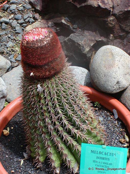 Melocactus intortus, appelée aussi cactus tête à l'anglais, jardin de Deshaies - Guadeloupe