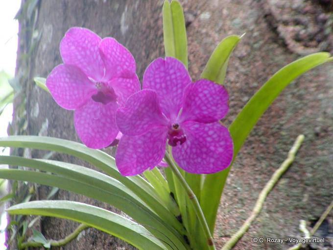 Orchidées Ascocenda Princess Mikasa pink, Deshaies - Guadeloupe