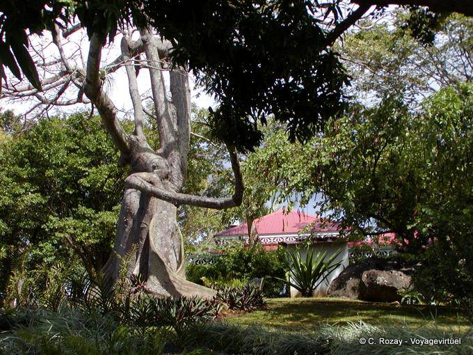 Arbre à kapok ou fromager, jardin botanique de Deshaies - Guadeloupe