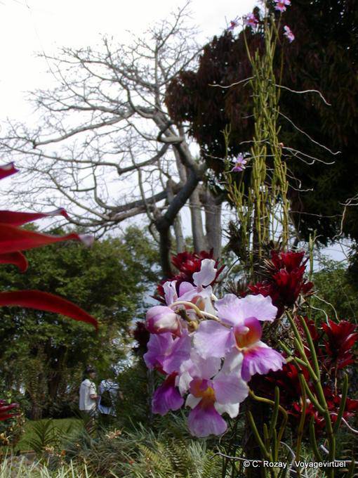 Orchidées dans le parc floral et animalier de Deshaies - Guadeloupe