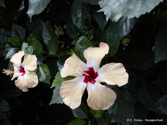 Fleurs d'Hibiscus, famille des malvacées, Jardin Botanique de Deshaies - Guadeloupe