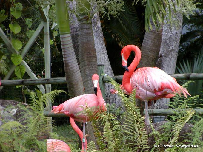 Flamants rouges des Caraibes (Phoenicopterus ruber), Jardin de Deshaies - Guadeloupe