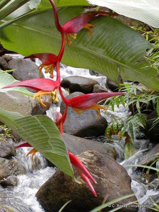 Fleurs de balisier au bord du torrent, jardin de Deshaies - Guadeloupe