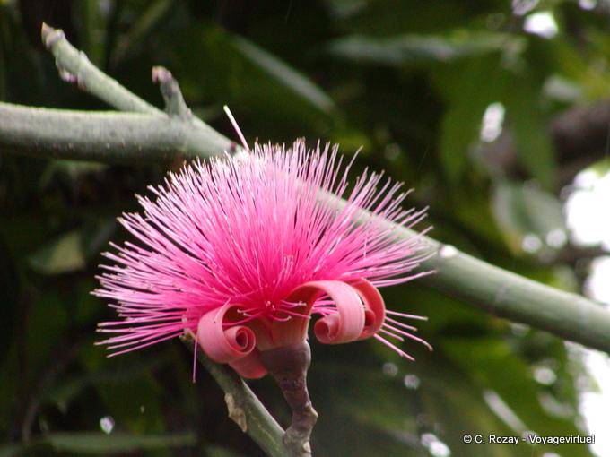 Fleur de Bombax ceiba (à vérifier), Deshaies, Jardin botanic - Guadeloupe