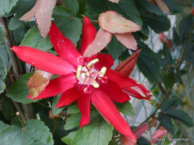 Passiflore à feuilles de vigne, jardin de Deshaies - Guadeloupe