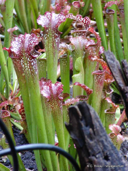 Plantes carnivores au jardin botanique de Deshaies - Guadeloupe