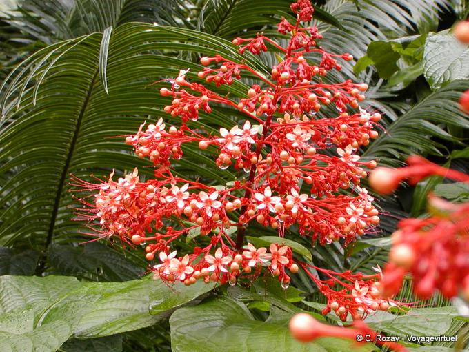Fleurs en grappe sur fond de palmier, Jardin botanique Deshaies - Guadeloupe