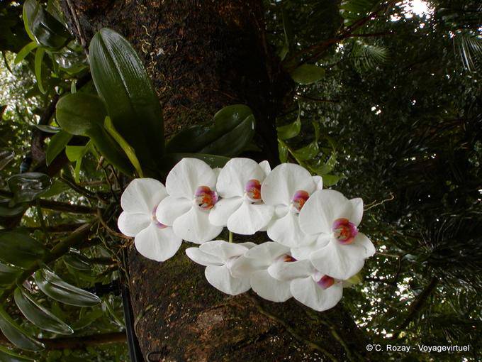Branche d'orchidées blanches profitant d'un arbre, jardin de Deshaies - Guadeloupe