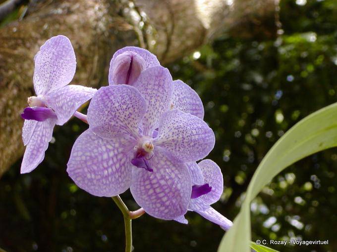Gros plan sur orchidées violettes, Jardin botanique de Deshaies - Guadeloupe