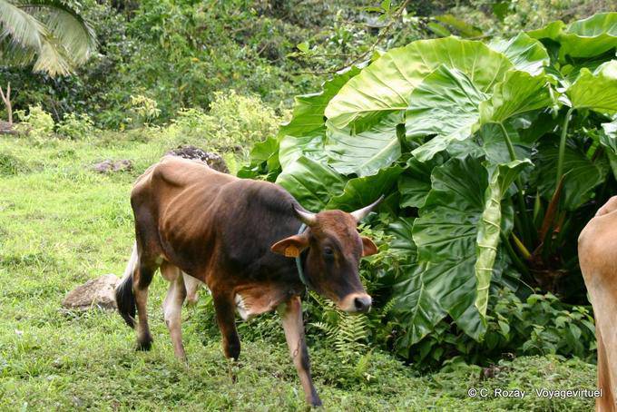 Un taureau dans la campagne guadeloupéenne - Guadeloupe