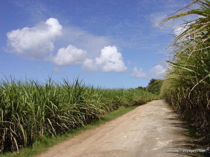 Entre deux champs de canne à sucre, Guadeloupe - Guadeloupe