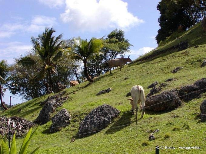 Troupeau sur un versant escarpé, paysage guadeloupéen - Guadeloupe