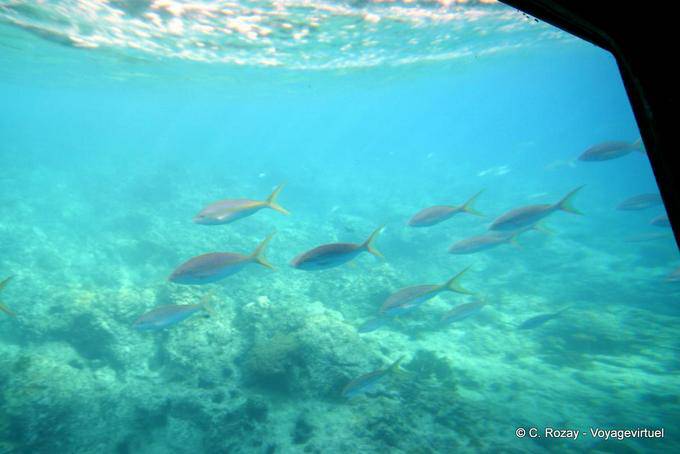 Passage de poissons, plongée en barque vers l'Ilet Pigeon - Guadeloupe