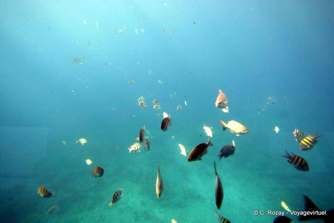 Poissons et lumière pénétrante, sous l'eau vers l'Îlet Pigeon - Guadeloupe